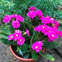 Purple Kalanchoe Flower seeds for Planting Long Bloom Season Heirloom & GMO Free Seeds for Home Garden
 
 Sale