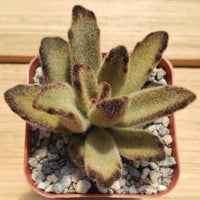 Chocolate Succulent Flower Seeds Perfect for Borders Heirloom & GMO Free Seeds for Home Garden
 
 Sale