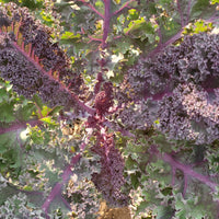 Red Veins Scarlet Kale Seeds for Planting