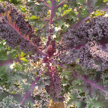 Red Veins Scarlet Kale Seeds for Planting