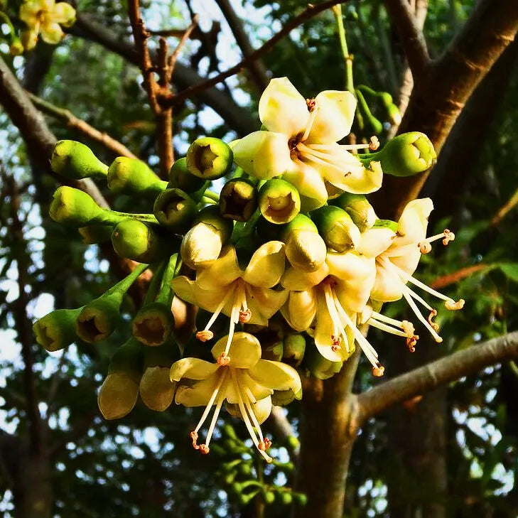 Light Yellow Ceiba Pentandra Flower seeds for Planting - Cottage Garden Essential, Heirloom & GMO Free Seeds for Home Garden
