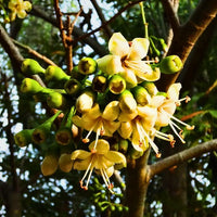 Light Yellow Ceiba Pentandra Flower seeds for Planting - Cottage Garden Essential, Heirloom & GMO Free Seeds for Home Garden