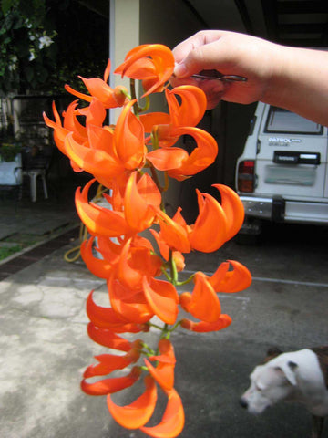 Light Orange Strongylodon Macrobotrys Seeds for Planting Sun Loving Heirloom & GMO Free Seeds for Home Garden
 
 Sale