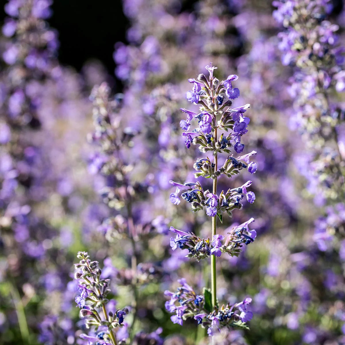 Nepeta Mussinii Flower seeds for Planting Hardy Variety Heirloom & GMO Free Seeds for Home Garden 
 
 Sale