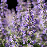 Nepeta Mussinii Flower seeds for Planting Hardy Variety Heirloom & GMO Free Seeds for Home Garden 
 
 Sale