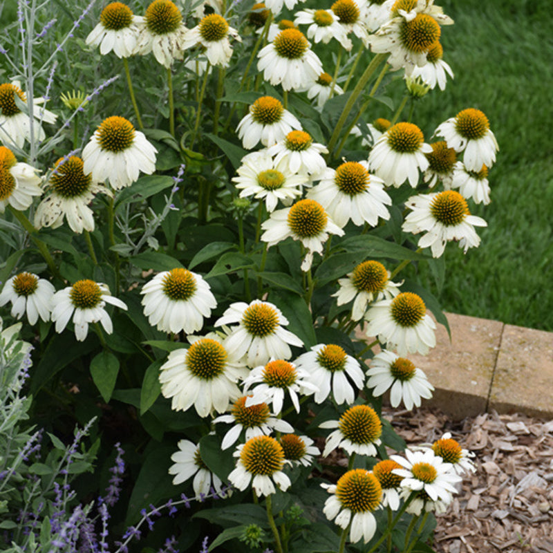 White Coneflower Echinacea Seeds for Beautiful White Blooms