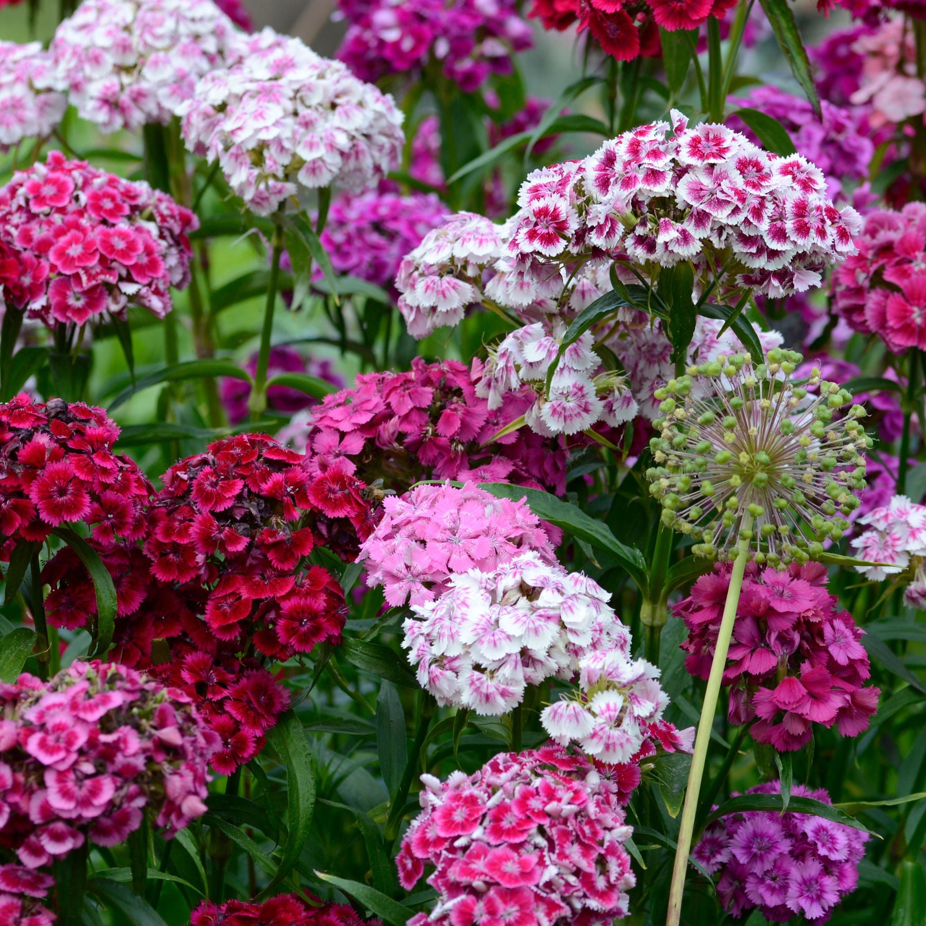 Red William Flower seeds for Planting - Compact Growth, Heirloom & GMO Free Seeds for Home Garden