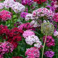 Red William Flower seeds for Planting - Compact Growth, Heirloom & GMO Free Seeds for Home Garden
