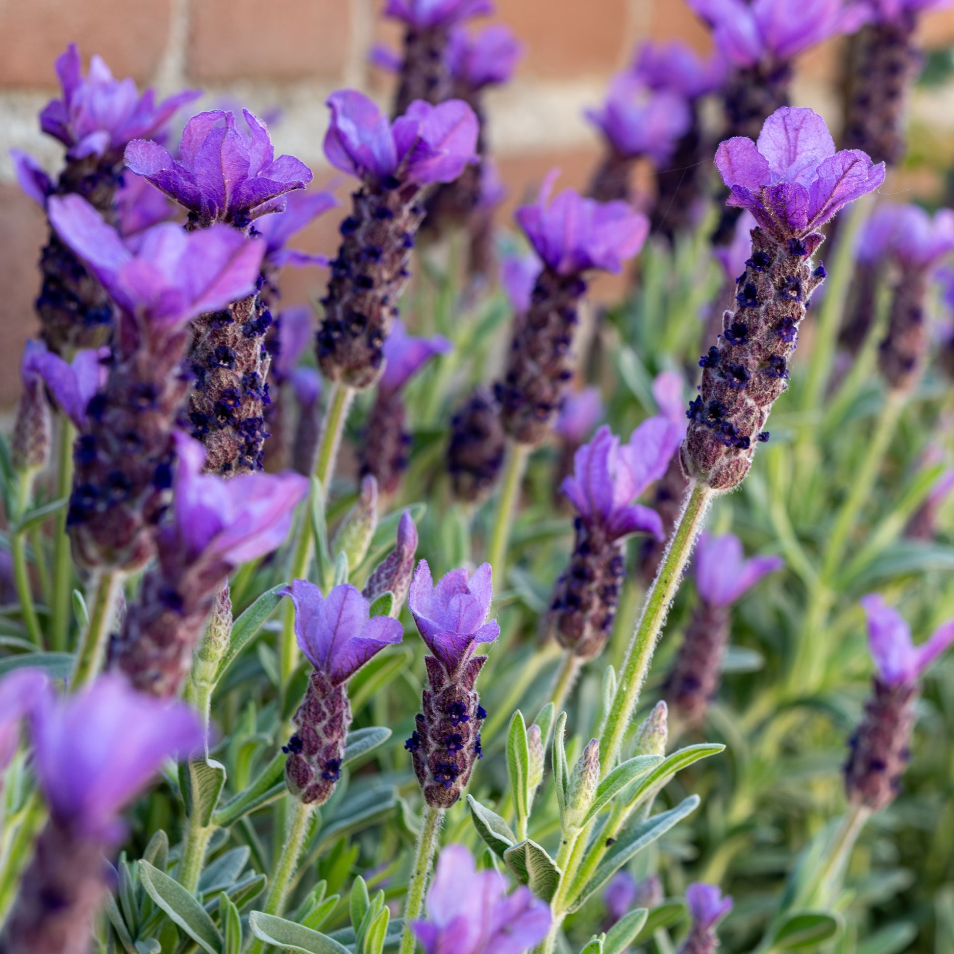 Munstead Lavender Flower seeds for Planting - Seasonal Bloomer, Heirloom & GMO Free Seeds for Home Garden