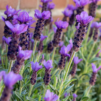 Munstead Lavender Flower seeds for Planting - Seasonal Bloomer, Heirloom & GMO Free Seeds for Home Garden