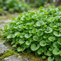 Green Dichondra Repens Lawn Flower seeds for Planting - Cut Flower Favorite, Heirloom & GMO Free Seeds for Home Garden
