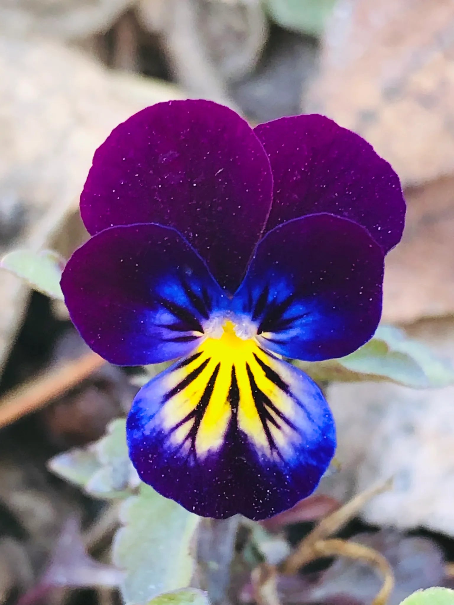 Pansies Flower seeds for Planting Easy to Grow Heirloom & GMO Free Seeds for Home Garden
