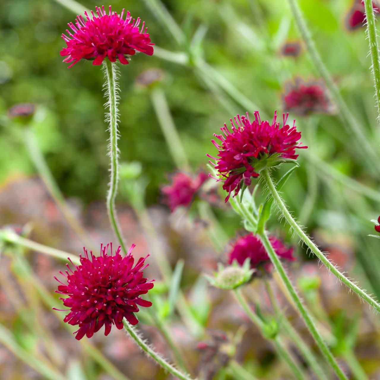 Macedonica Flower seeds for Planting Shade Tolerant Heirloom & GMO Free Seeds for Home Garden