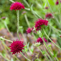 Macedonica Flower seeds for Planting Shade Tolerant Heirloom & GMO Free Seeds for Home Garden
