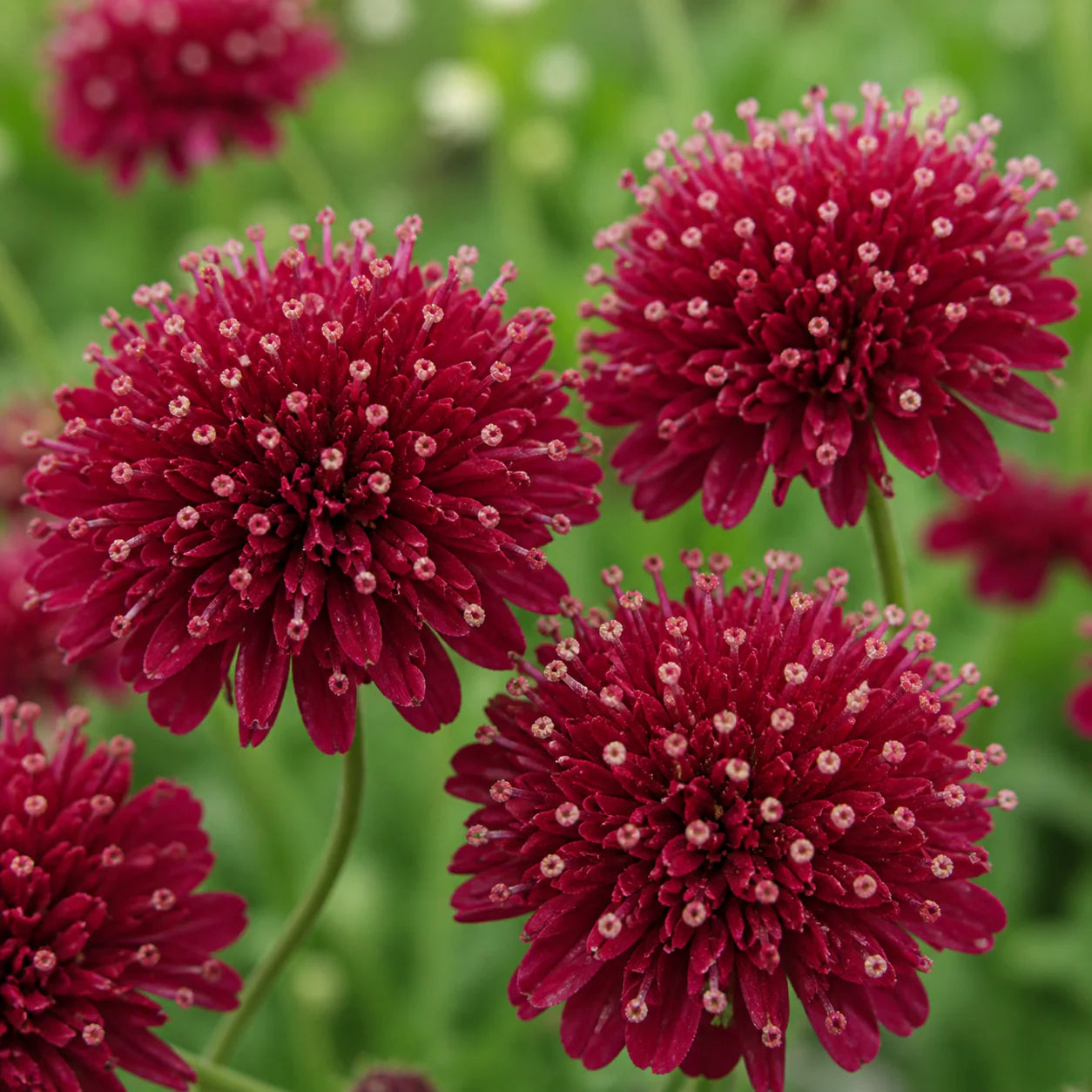 Macedonica Flower seeds for Planting Shade Tolerant Heirloom & GMO Free Seeds for Home Garden