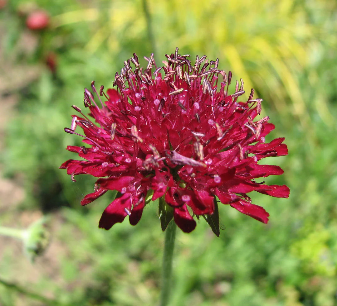 Red Macedonica Flower seeds for Planting - Perfect for Borders, Heirloom & GMO Free Seeds for Home Garden