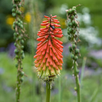 Kniphofia Flower seeds for Planting, Compact Growth Heirloom & GMO Free Seeds for Home Garden