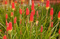 Torch Lily Red Hot Poker Seeds for Vibrant Garden Blooms