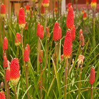 Red Kniphofia Flower seeds for Planting - Compact Growth, Heirloom & GMO Free Seeds for Home Garden