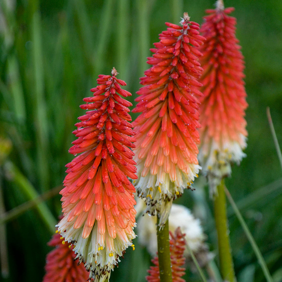 Kniphofia Flower seeds for Planting, Compact Growth Heirloom & GMO Free Seeds for Home Garden