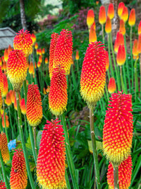 Poker Flower seeds for Planting - Low Maintenance, Heirloom & GMO Free Seeds for Home Garden