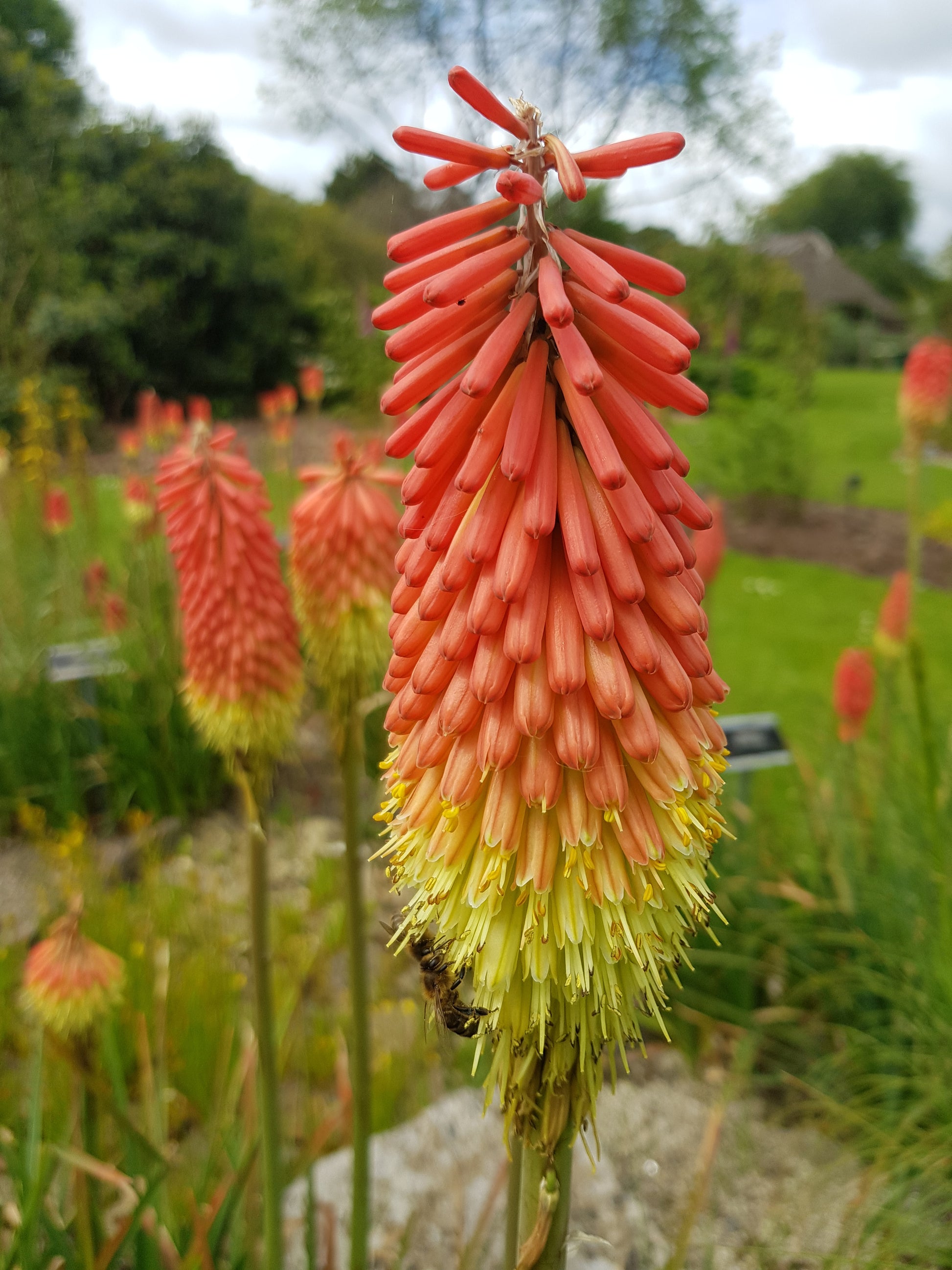 Kniphofia Flower seeds for Planting Shade Tolerant Heirloom & GMO Free Seeds for Home Garden