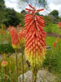 Kniphofia Flower seeds for Planting Shade Tolerant Heirloom & GMO Free Seeds for Home Garden