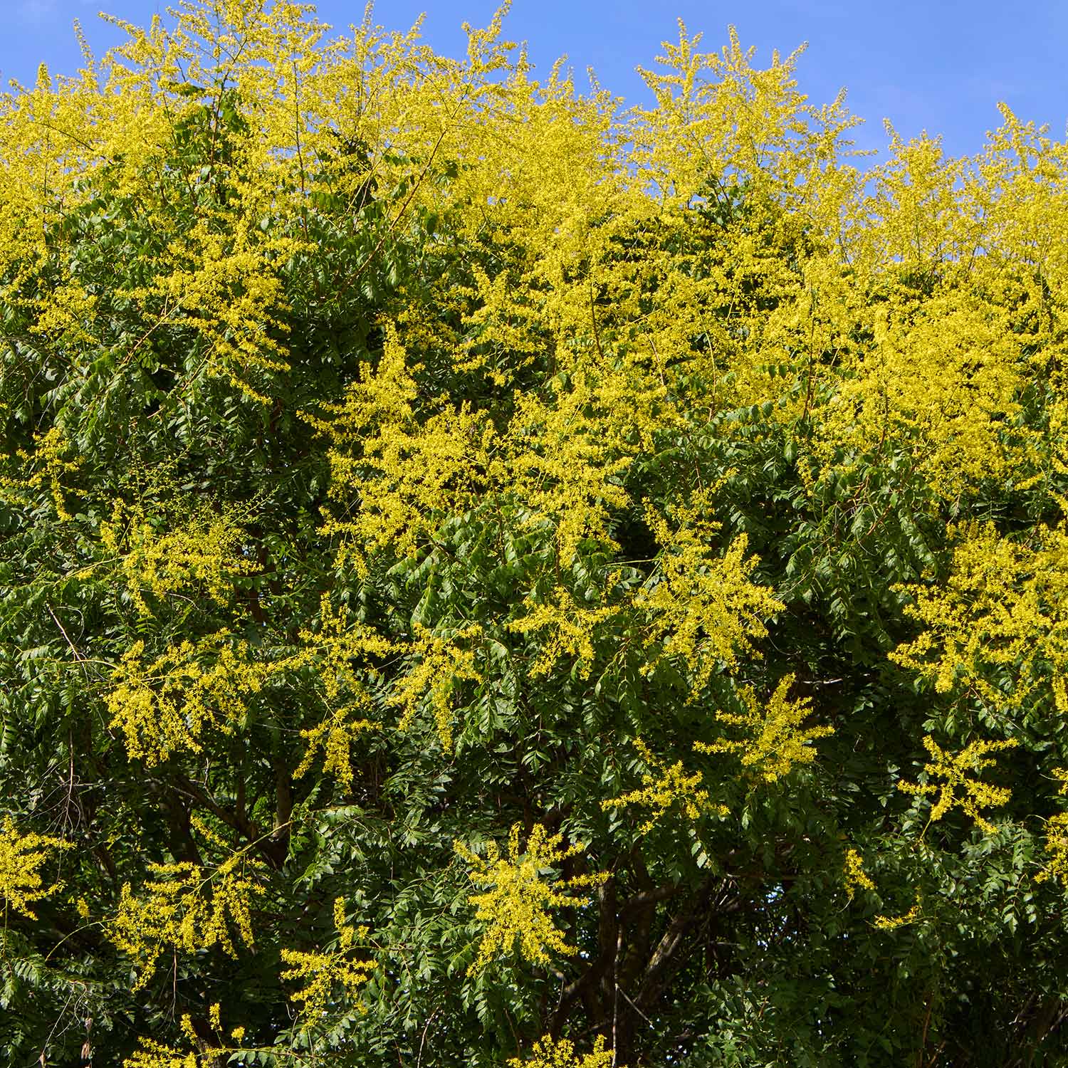 Golden Koelreuteria Flower seeds for Planting - Pollinator Friendly, Heirloom & GMO Free Seeds for Home Garden