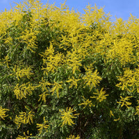 Golden Koelreuteria Flower seeds for Planting - Pollinator Friendly, Heirloom & GMO Free Seeds for Home Garden