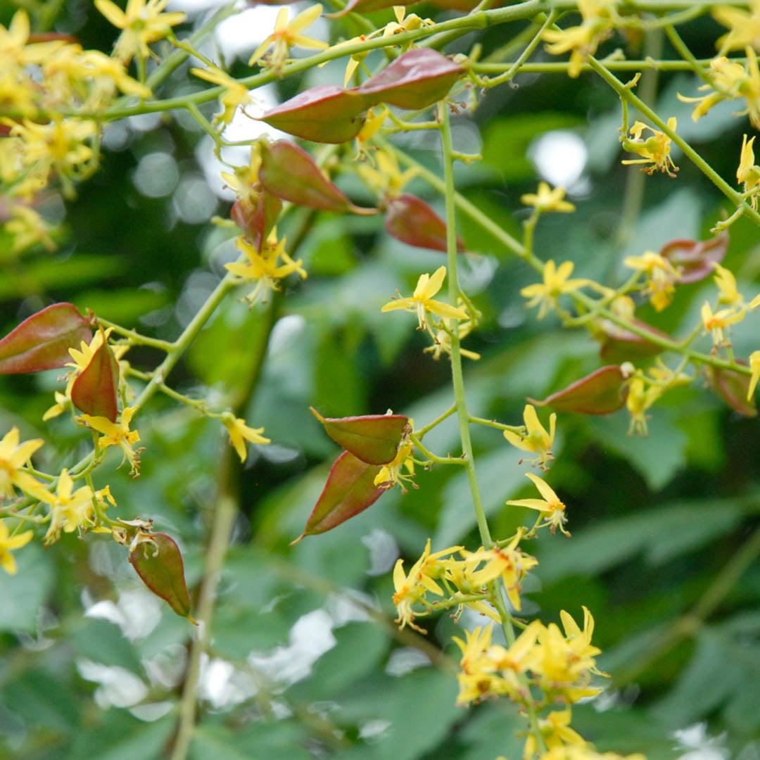 Koelreuteria Tree Flower seeds for Planting Wildflower Mix Heirloom & GMO Free Seeds for Home Garden