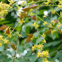 Koelreuteria Tree Flower seeds for Planting Wildflower Mix Heirloom & GMO Free Seeds for Home Garden