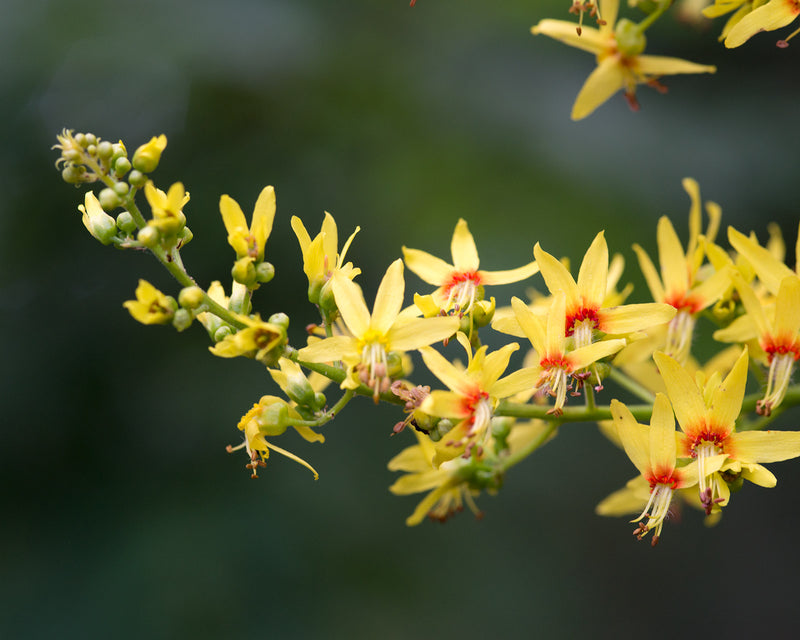 Golden Koelreuteria Flower seeds for Planting - Pollinator Friendly, Heirloom & GMO Free Seeds for Home Garden