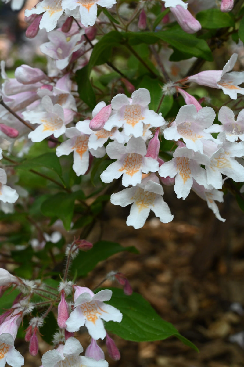 White Kolkwitzia Flower seeds for Planting - Pollinator Friendly, Heirloom & GMO Free Seeds for Home Garden
