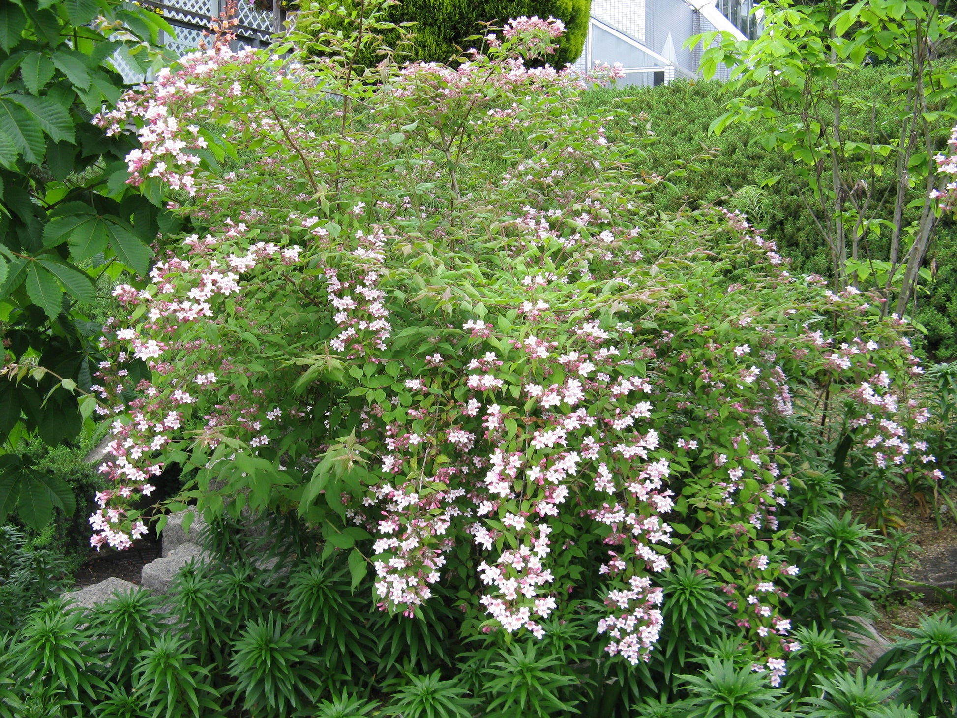 BeautyBush Flower seeds for Planting - Colorful Display, Heirloom & GMO Free Seeds for Home Garden