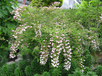 BeautyBush Flower seeds for Planting - Colorful Display, Heirloom & GMO Free Seeds for Home Garden