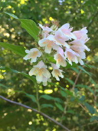 White Kolkwitzia Flower seeds for Planting - Pollinator Friendly, Heirloom & GMO Free Seeds for Home Garden