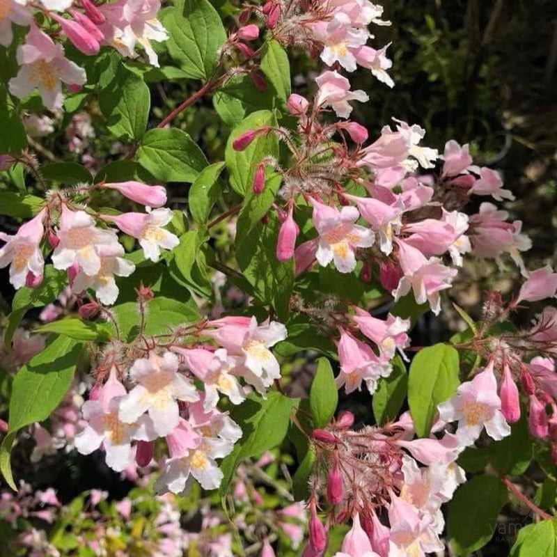 Pink Kolkwitzia Flower seeds for Planting - Drought Tolerant, Heirloom & GMO Free Seeds for Home Garden