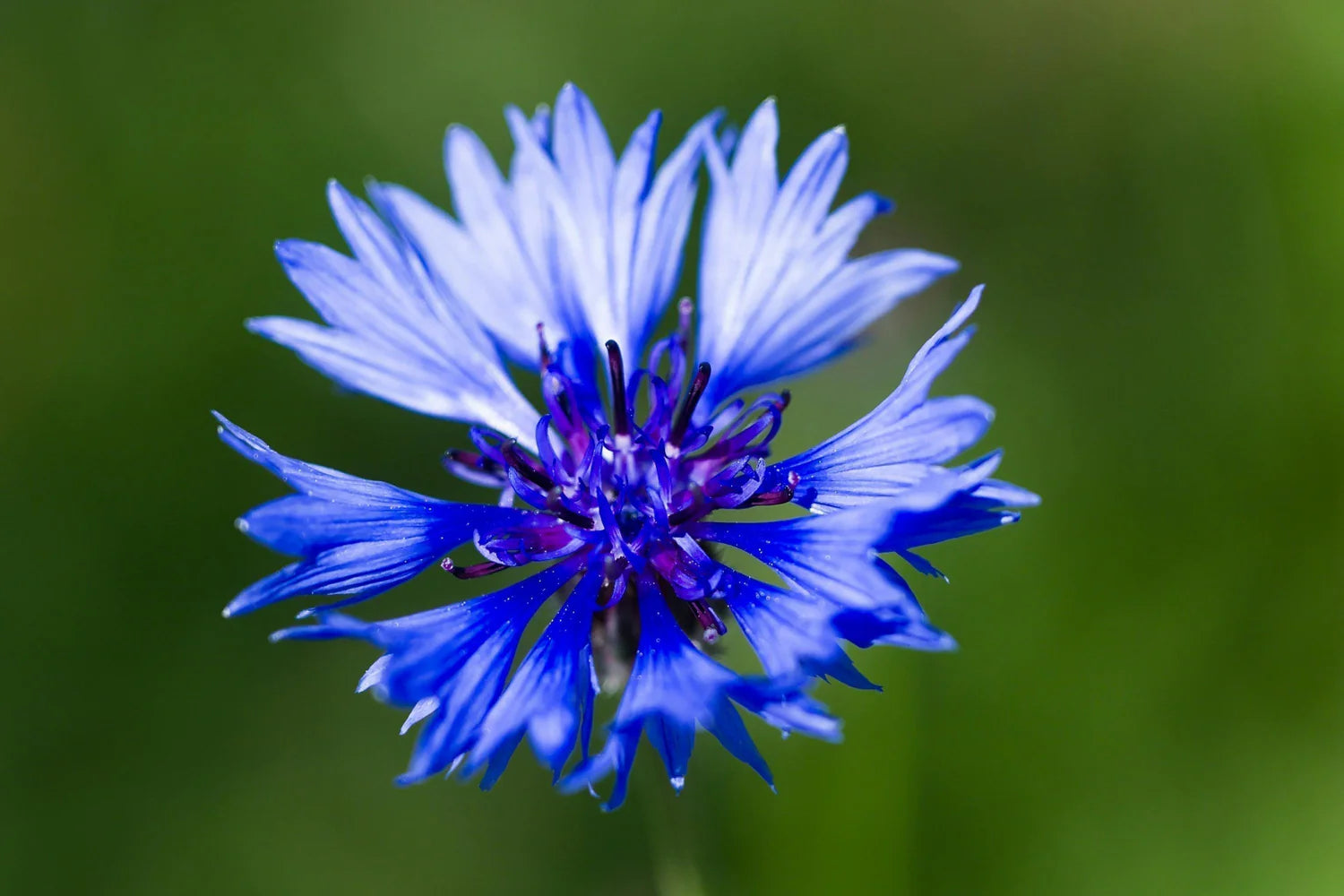 CornFlower seeds for Planting - Fragrant Blossoms, Heirloom & GMO Free Seeds for Home Garden