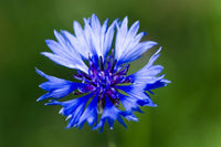 CornFlower seeds for Planting - Fragrant Blossoms, Heirloom & GMO Free Seeds for Home Garden