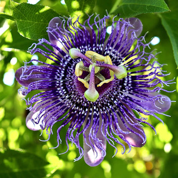Purple Passiflora Flower seeds for Planting - Sun Loving, Heirloom & GMO Free Seeds for Home Garden