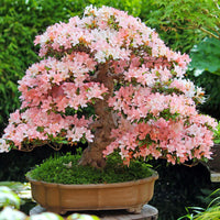 Baby Pink Simsii Bonsai Seeds for Planting Long Bloom Season Heirloom & GMO Free Seeds for Home Garden
 
 Sale