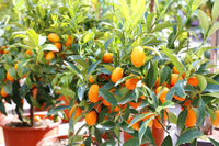 Orange Kumquat Tree Seeds for Planting  Grow Your Own Citrus