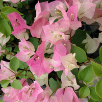 Pink & White Bougainvillea Flower seeds for Planting - Perfect for Borders, Heirloom & GMO Free Seeds for Home Garden