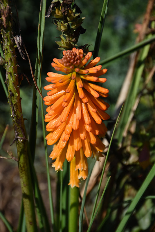 Orange Kniphofia Planting Seeds  Vibrant Perennial Flowers for Your Garden
