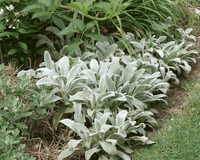 Lamb'sEar Flower seeds for Planting Long Bloom Season Heirloom & GMO Free Seeds for Home Garden