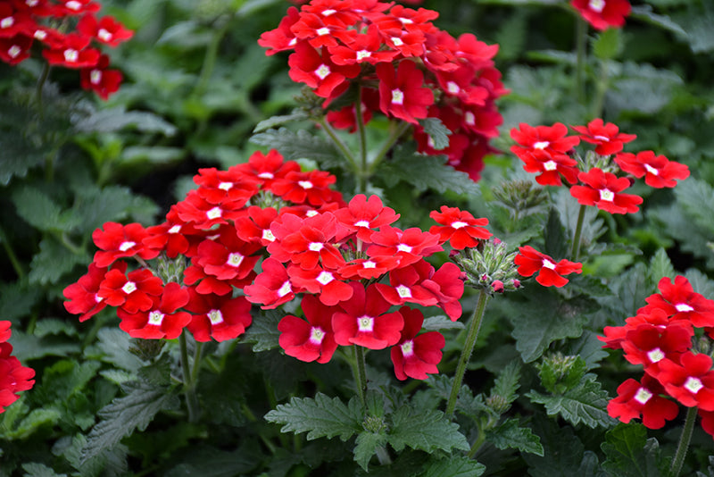 Red Verbena Flower seeds for Planting Perfect for Borders Heirloom & GMO Free Seeds for Home Garden
 
 Sale