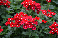 Red Verbena Flower seeds for Planting Perfect for Borders Heirloom & GMO Free Seeds for Home Garden
 
 Sale