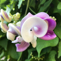 Vigna Caracalla Flower seeds for Planting - Cottage Garden Essential, Heirloom & GMO Free Seeds for Home Garden