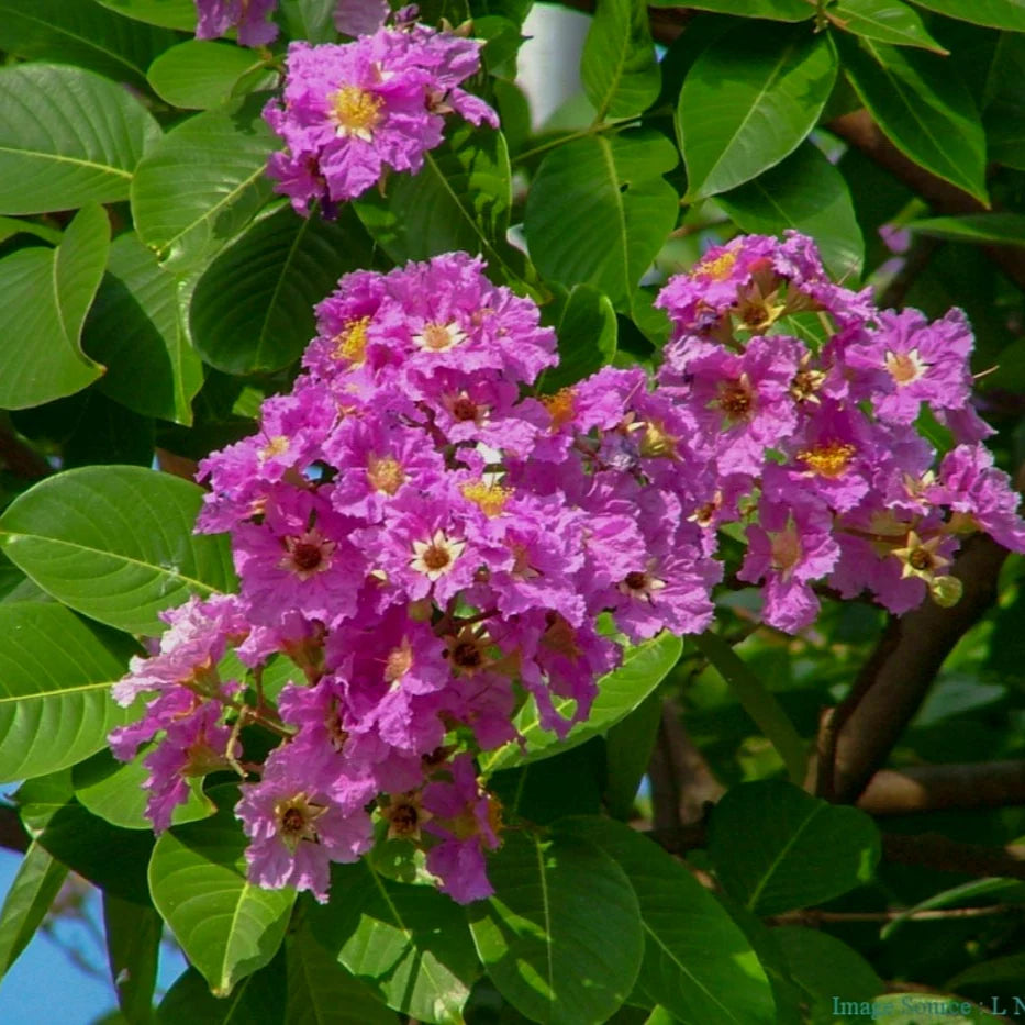 Pink Crape Myrtle Flower seeds for Planting - Colorful Display, Heirloom & GMO Free Seeds for Home Garden