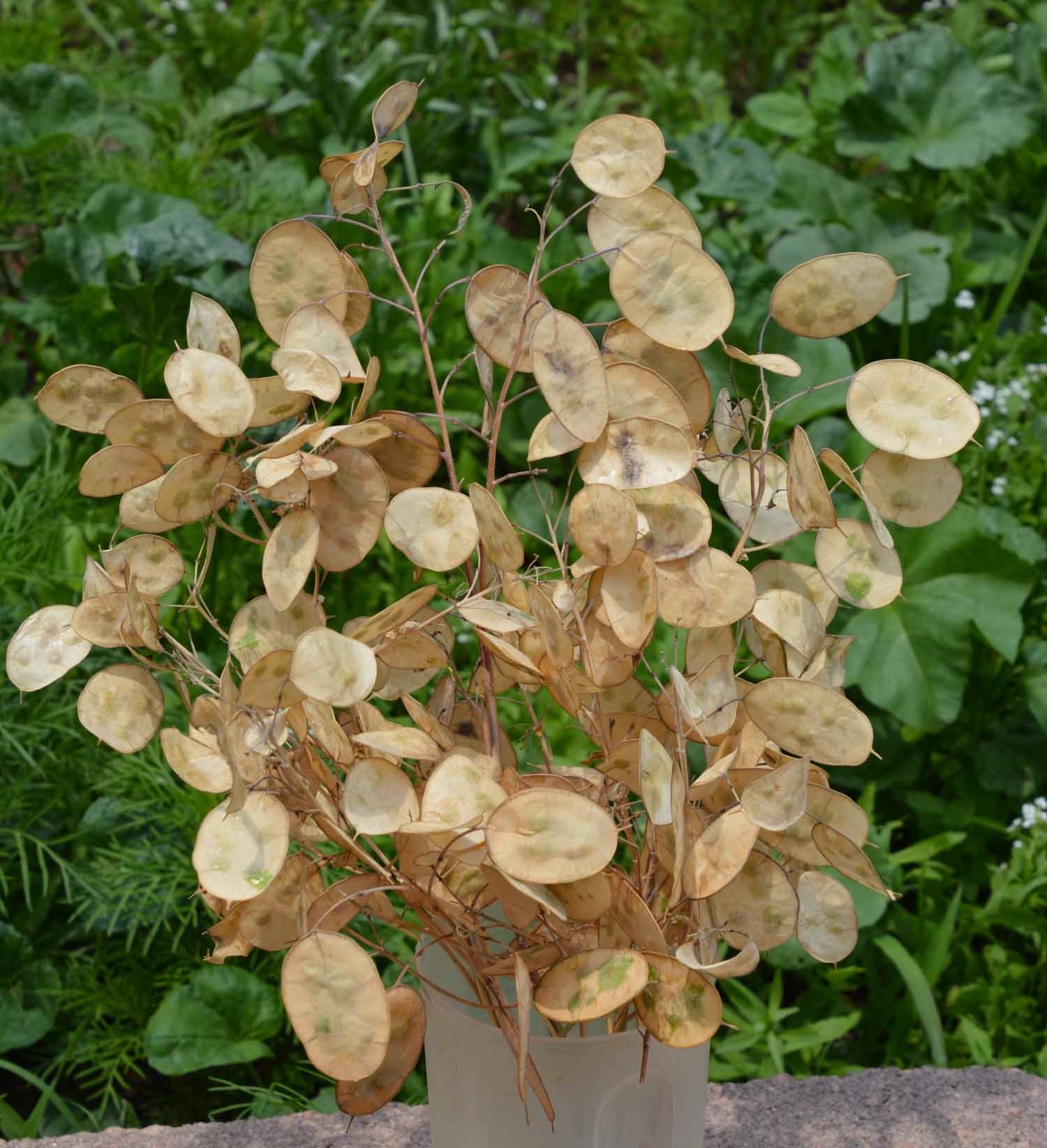 Green Lunaria Flower seeds for Planting - Premium Quality, Heirloom & GMO Free Seeds for Home Garden